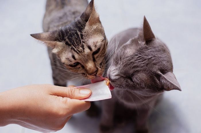 O que são feromônios para gatos e eles realmente funcionam - 04