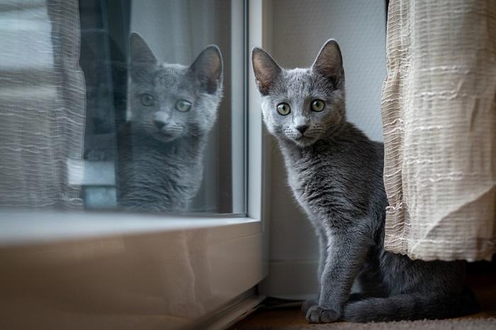 O que são papadas de Tomcat (bochechas) em gatos machos - 01