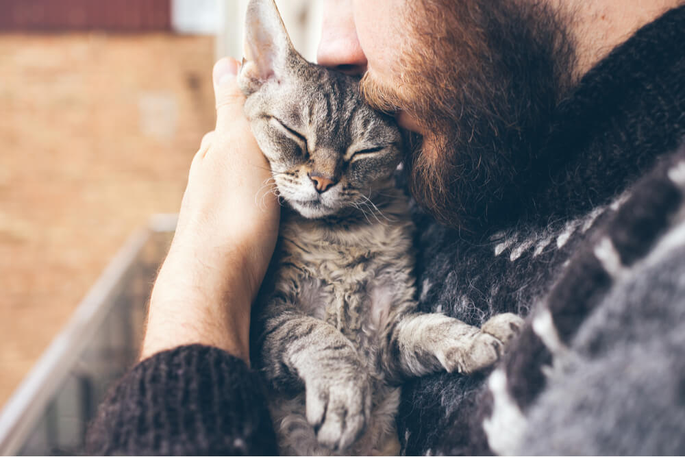 O que você pode dar a um gato para dor 6 opções recomendadas por veterinários - 11