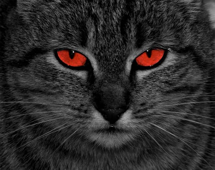 Os 7 tipos de cor dos olhos em gatos - 11