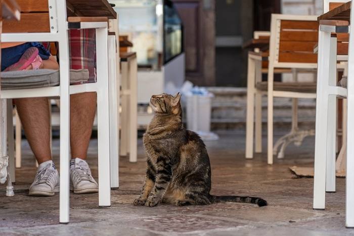 Os gatos podem sentir se você não gosta deles - 02