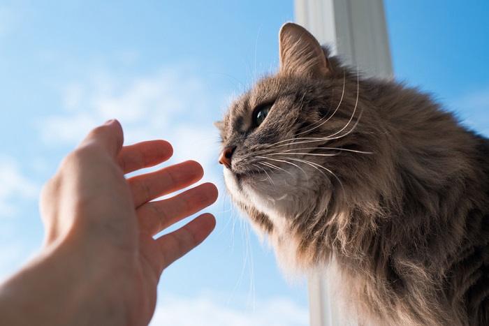 Os gatos podem sentir se você não gosta deles - 07