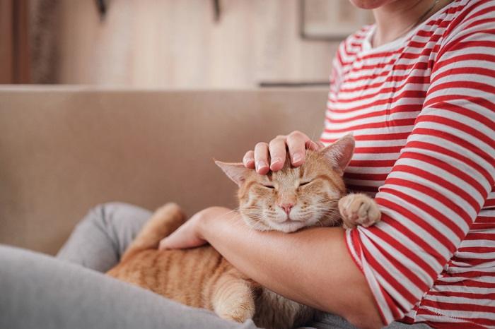 Os gatos podem sentir se você não gosta deles - 08