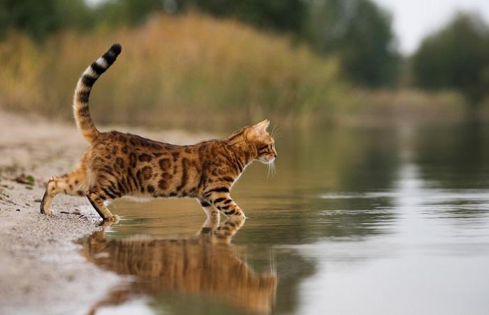 Os gatos realmente têm pés palmados - 01