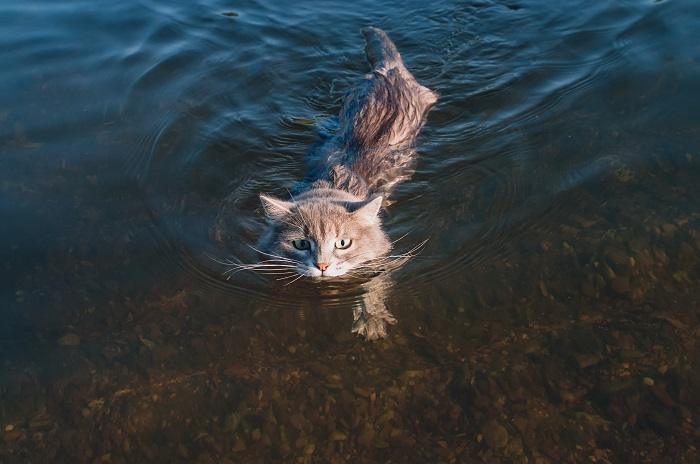 Os gatos realmente têm pés palmados - 03