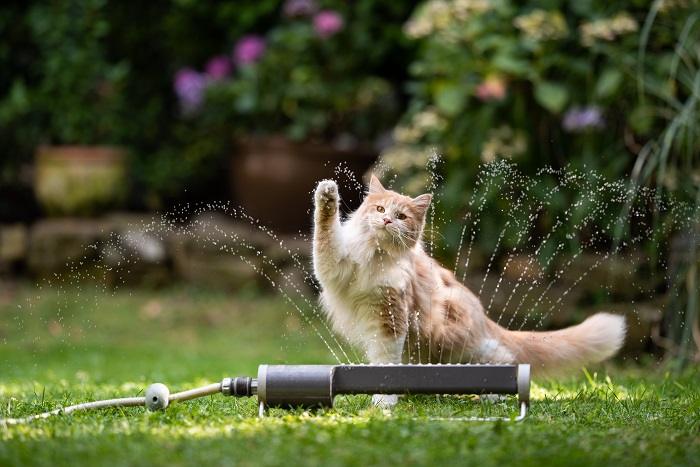 Os gatos realmente têm pés palmados - 04