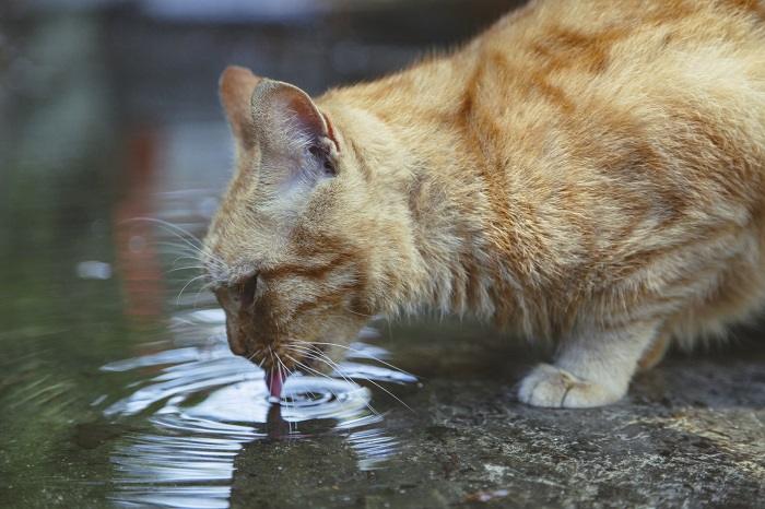 Os gatos realmente têm pés palmados - 06