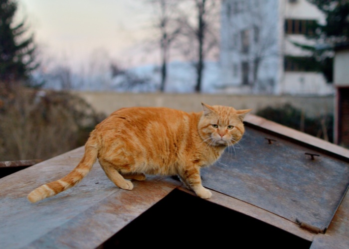 Os gatos se lembram de terem sido abandonados - 01