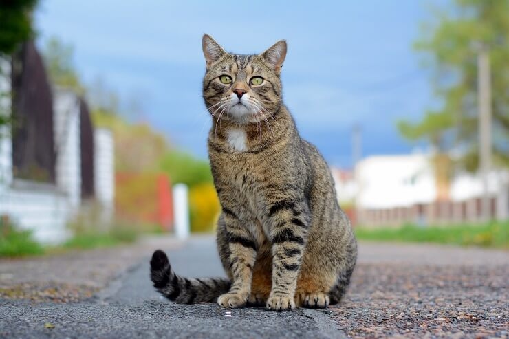 Os gatos se lembram de terem sido abandonados - 03