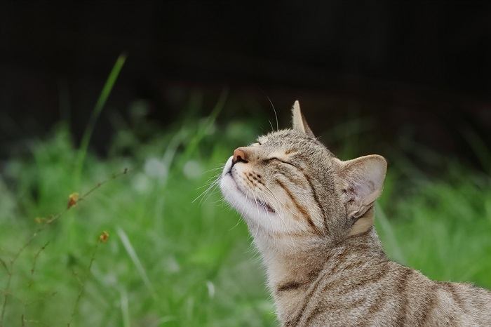 Os narizes dos gatos devem estar molhados - 05