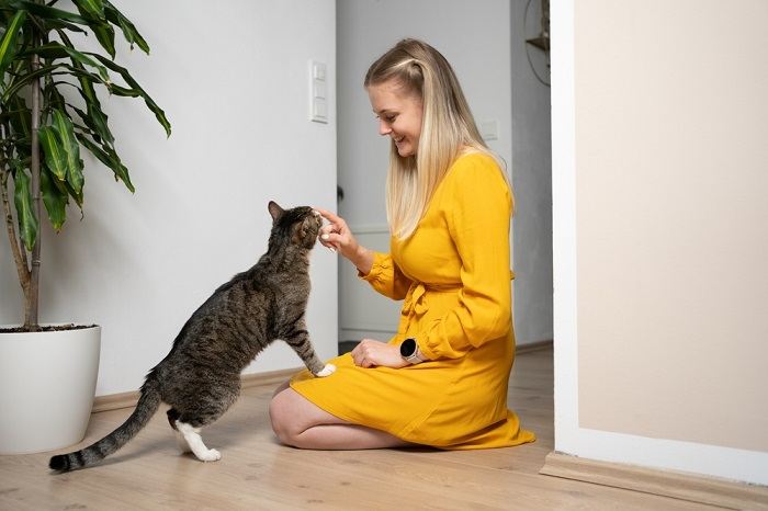 Pesquisa sugere que gatos gostam de passar mais tempo com humanos do que com gatos - 02