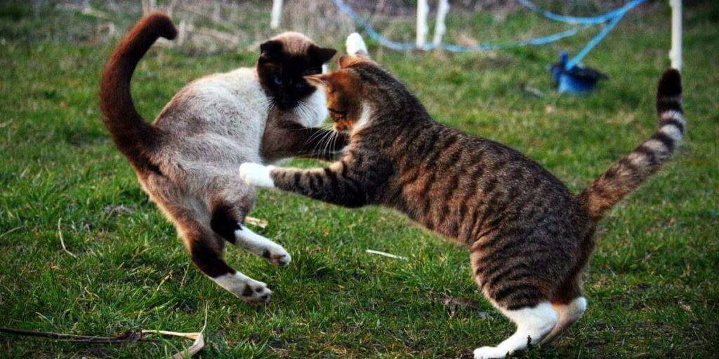 Pesquisa sugere que gatos gostam de passar mais tempo com humanos do que com gatos - 05