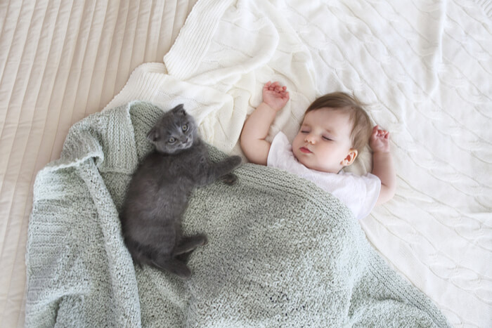 Pessoas que possuem gatos são mais saudáveis! Confira e se surpreende mais - 03