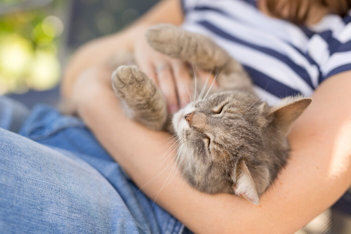 Pessoas que possuem gatos são mais saudáveis! Confira e se surpreende mais - 04