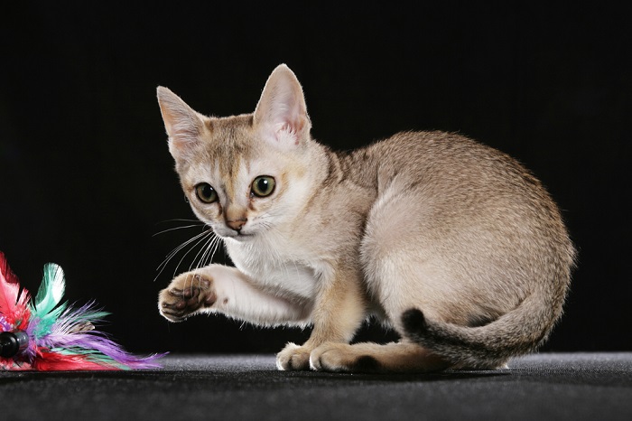 Por que meu gato é tão pequeno - 01