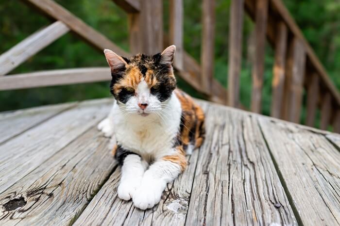 Por que meu gato é tão pequeno - 09