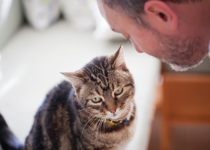 Por que meu gato gosta mais do meu marido do que de mim - 03