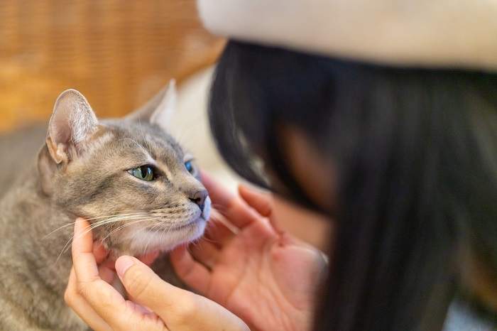 Por que meu gato não é carinhoso - 03