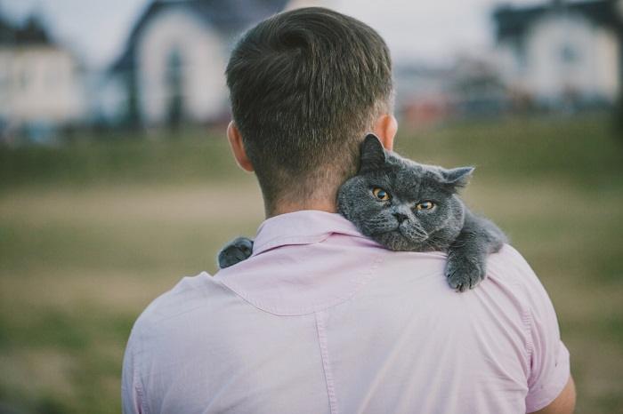 Por que os gatos comem cabelo humano - 09