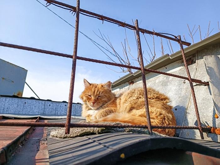 Por que os gatos dormem com a cabeça erguida - 02