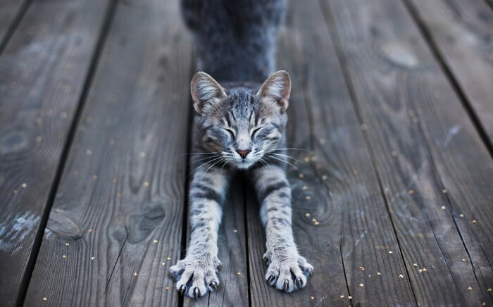 Por que os gatos dormem com a cabeça erguida - 05