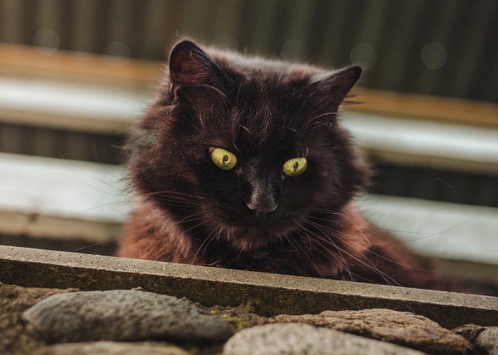 Por que os gatos machos têm cabeças grandes - 01