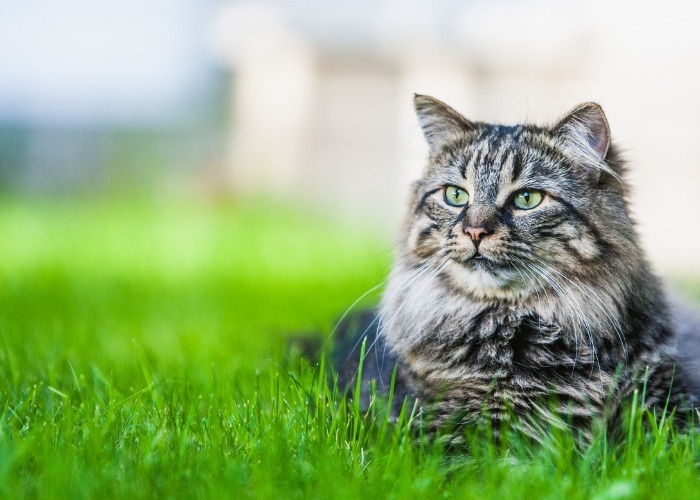 Por que os gatos machos têm cabeças grandes - 03