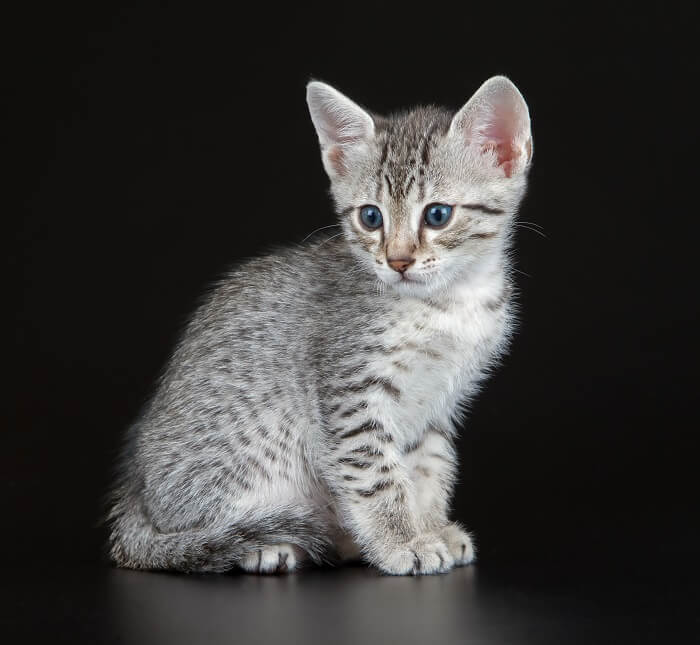 Por que os gatos malhados têm um “M” na testa - 02