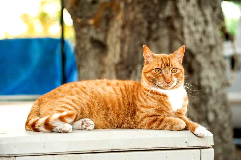 Por que os gatos malhados têm um “M” na testa - 03