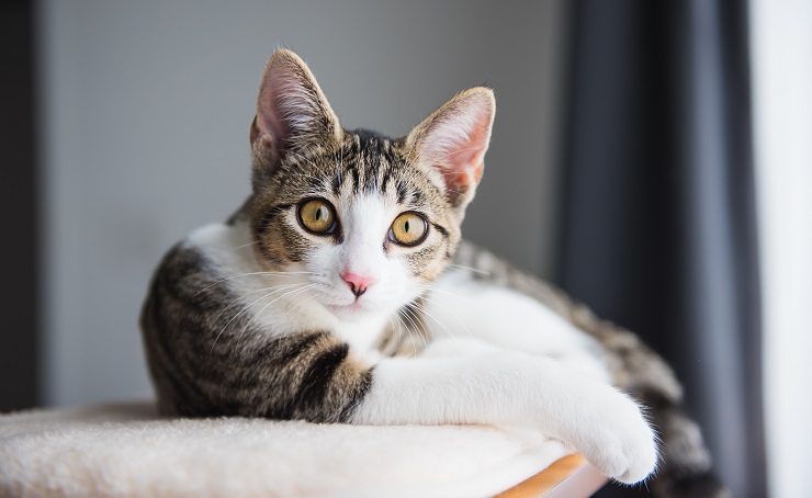 Por que os gatos malhados têm um “M” na testa - 04