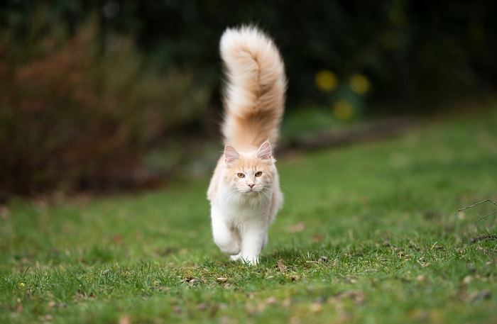 Por que os gatos têm rabo - 02