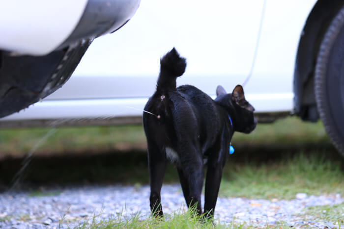 Por que os gatos têm rabo - 06