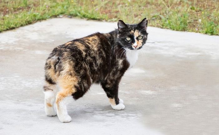 Por que os gatos têm rabo - 09