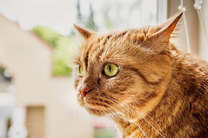 Posições das orelhas de gato e o que elas significam - 04