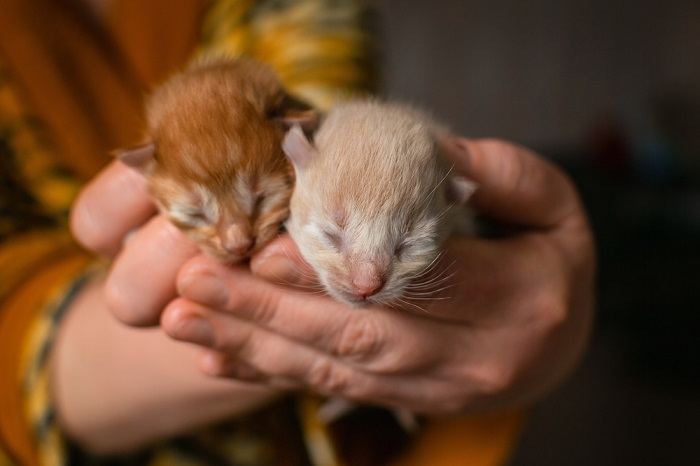 Posso adotar gatos da mesma ninhada - 01