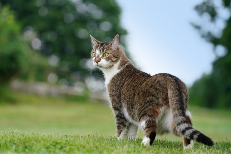 Quando os gatos param de crescer - 10