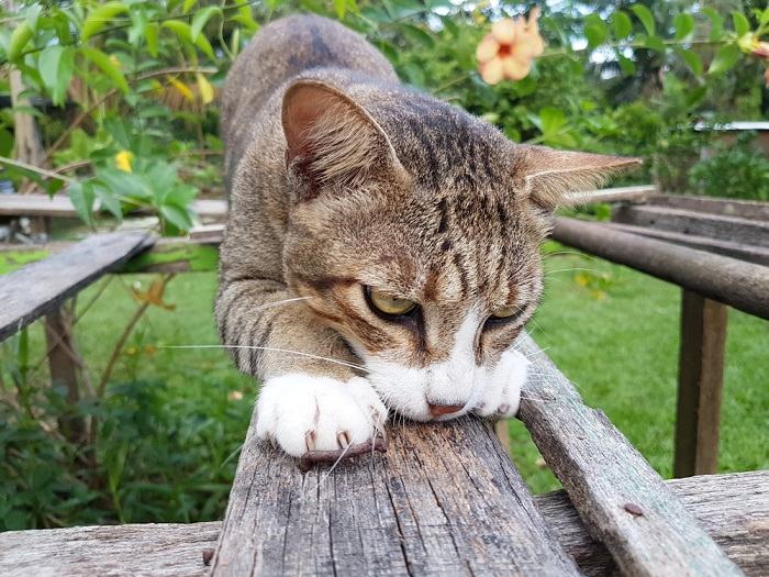 Quantos dedos os gatos têm - 06