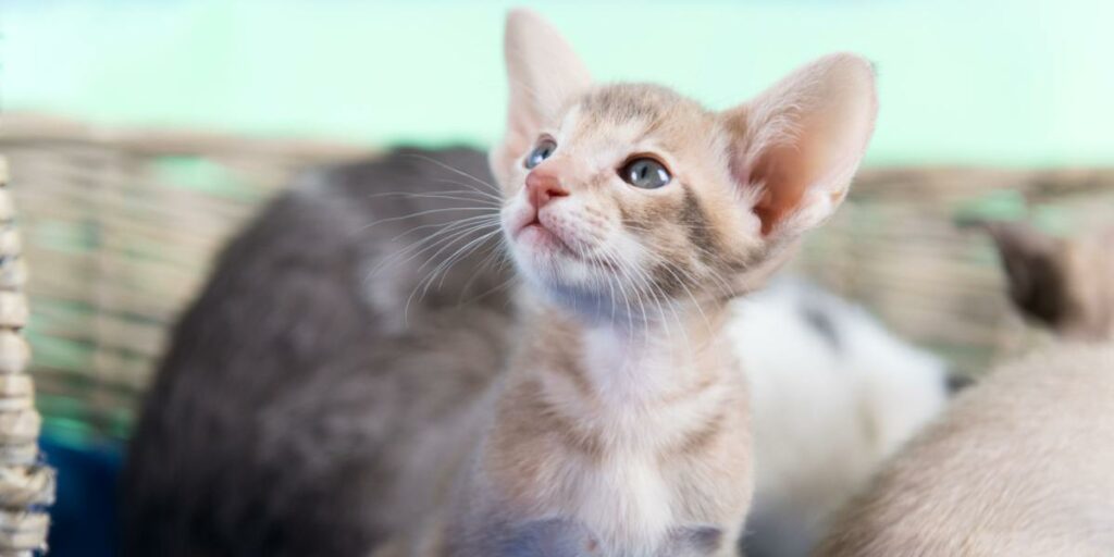 Quantos gatinhos um gato pode ter - 08