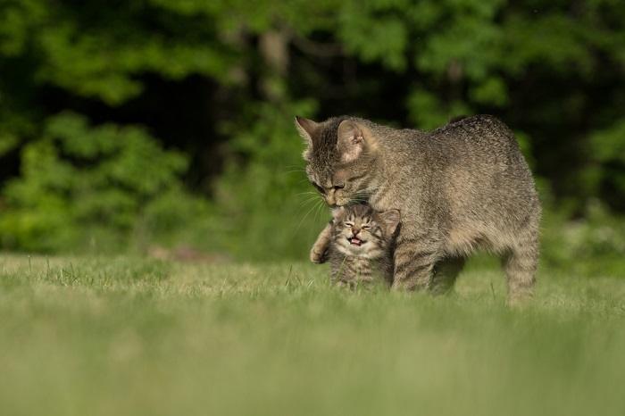 Quantos gatinhos um gato pode ter - 13