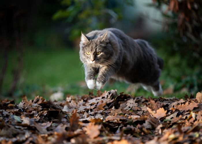 Quão alto um gato doméstico pode realmente pular - 05