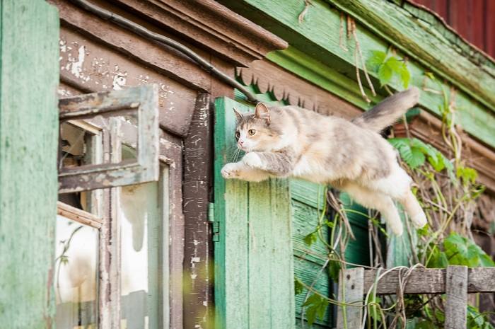 Quão alto um gato doméstico pode realmente pular - 06