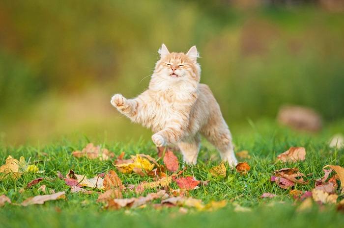 Quão alto um gato doméstico pode realmente pular - 07