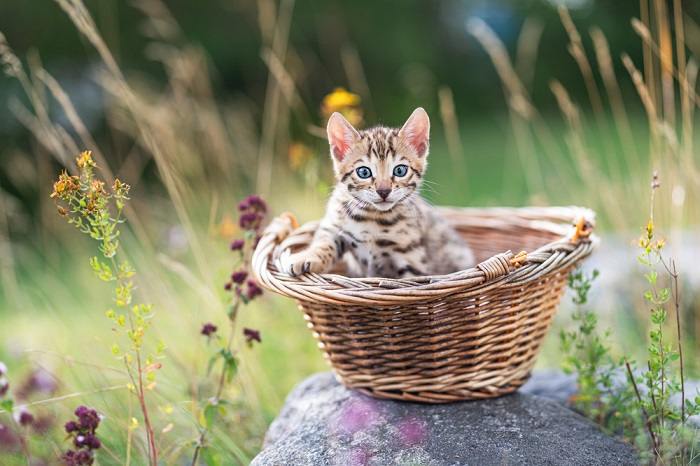 Síndrome do gatinho solteiro o que é - 07