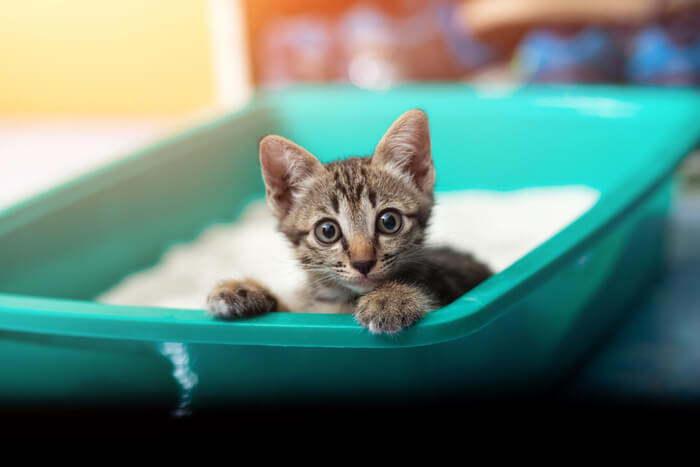 Síndrome do gatinho solteiro o que é - 10