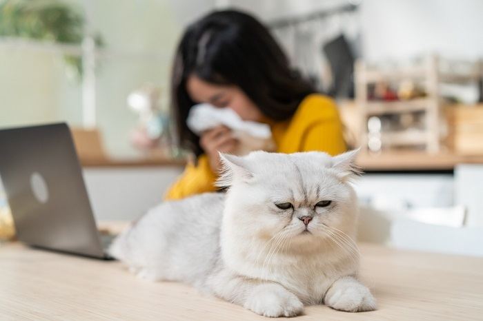 Umidificadores são bons para gatos - 01