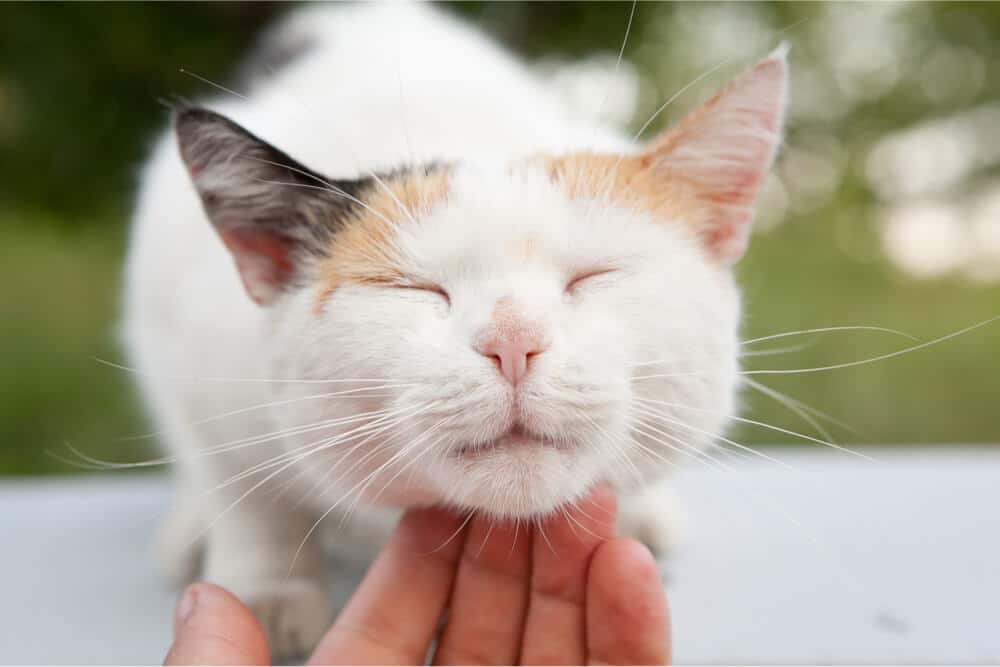 Umidificadores são bons para gatos - 09