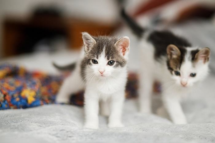 Você deve obter um gatinho para o Natal - 01