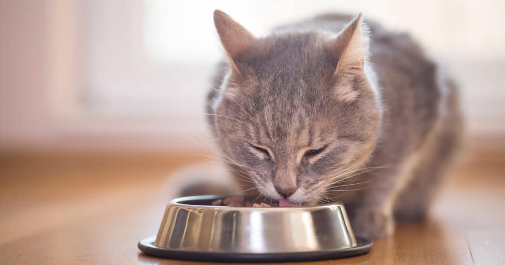 A Importância da Dieta Específica para Gatos Castrados - 02