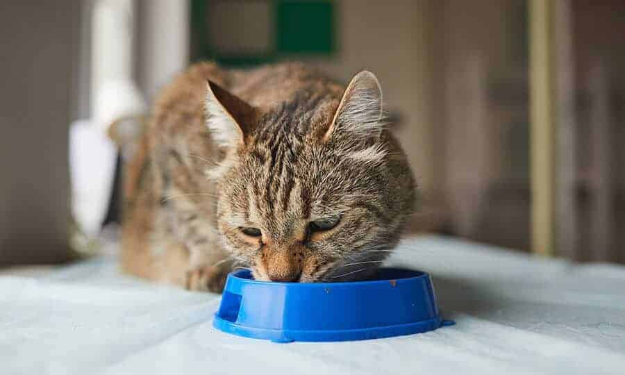 A Importância da Dieta Específica para Gatos Castrados - 03