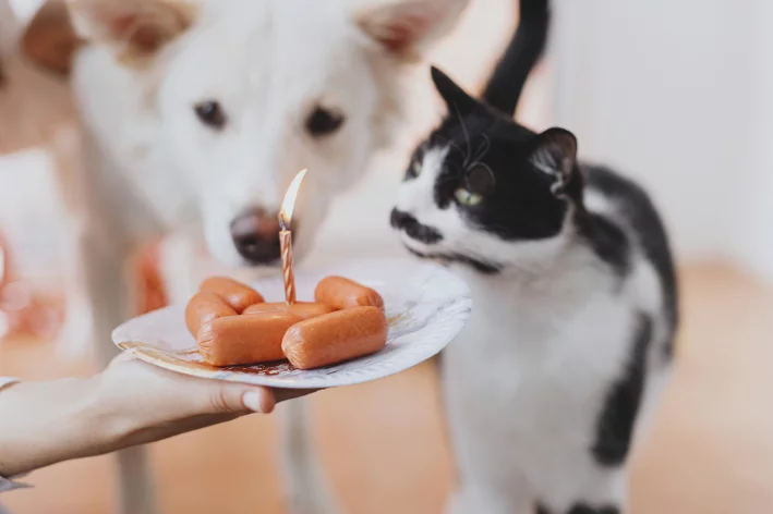 Aniversário de Gato - 01